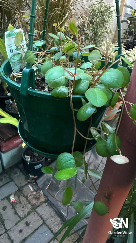 Peperomia Pepperspot - Indoor Plants - Garden View Nursery