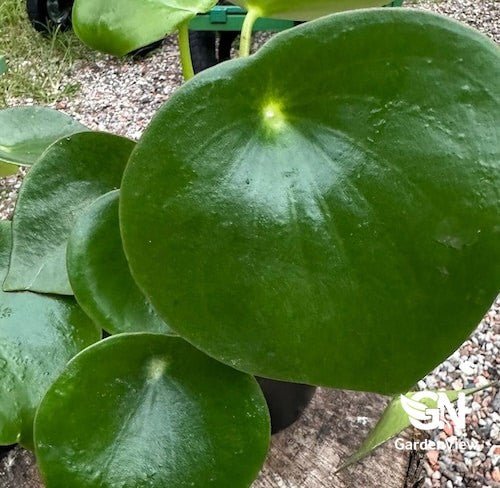 Peperomia Polybotrya - Indoor Plants - Garden View Nursery