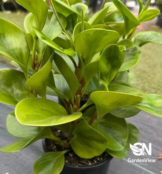 Peperomia Variegated - Indoor Plants - Garden View Nursery