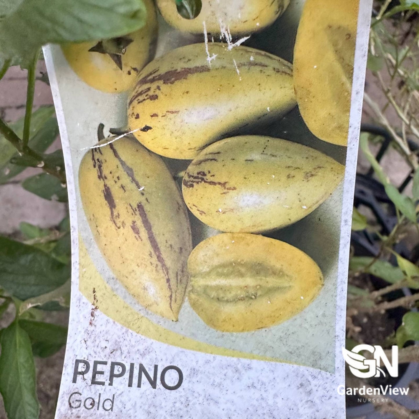 Pepino Solanum - Fruit Trees - Garden View Nursery