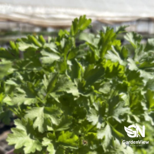 Petroselinum Crispum (Parsley) - Indoor Plants - Garden View Nursery
