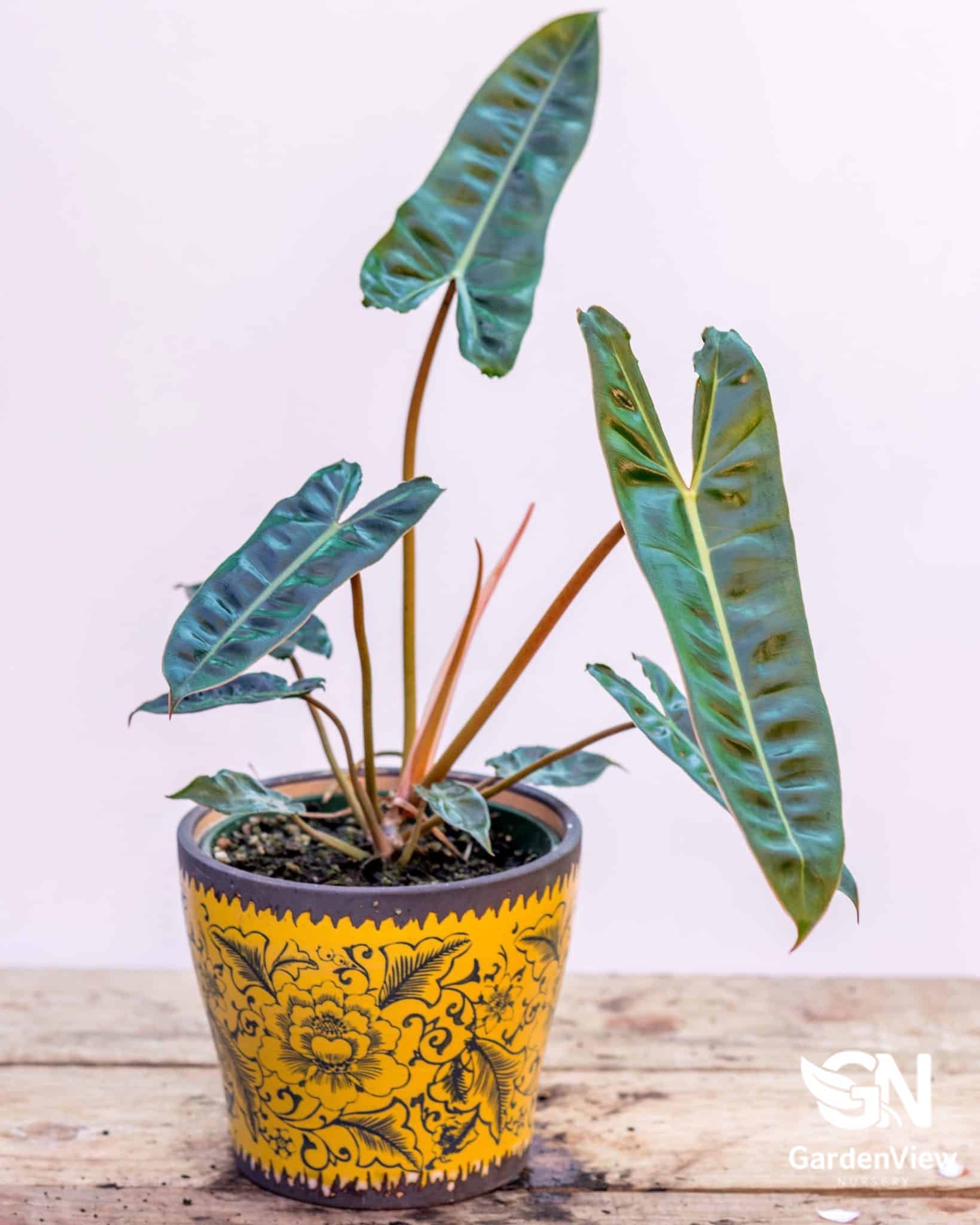 Philodendron Billietiae - Indoor Plants - Garden View Nursery
