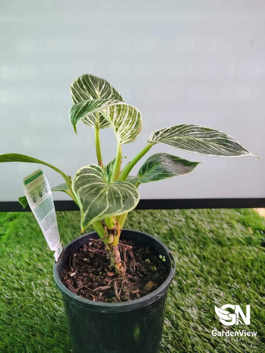 Philodendron Birkin - Indoor Plants - Garden View Nursery