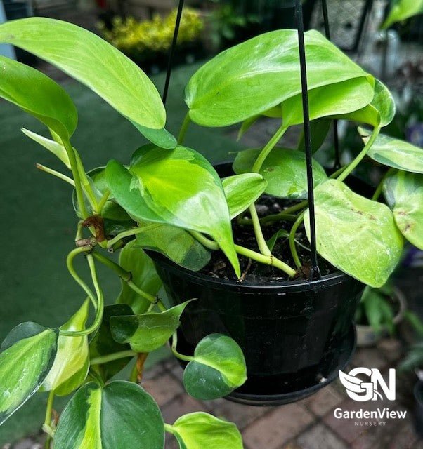 Philodendron Brazil - Indoor Plants - Garden View Nursery