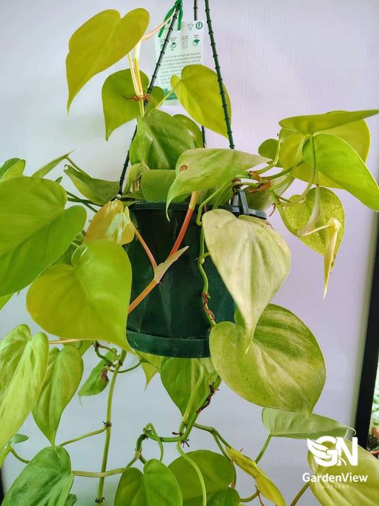 Philodendron Cordatum - Indoor Plants - Garden View Nursery