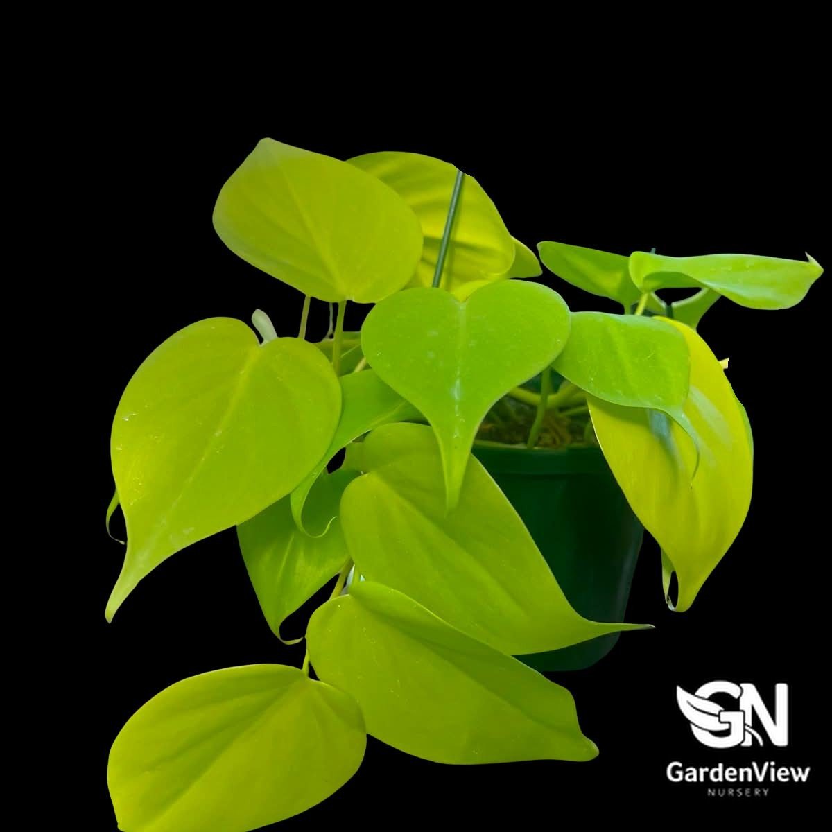 Philodendron Cordatum Gold - Indoor Plants - Garden View Nursery