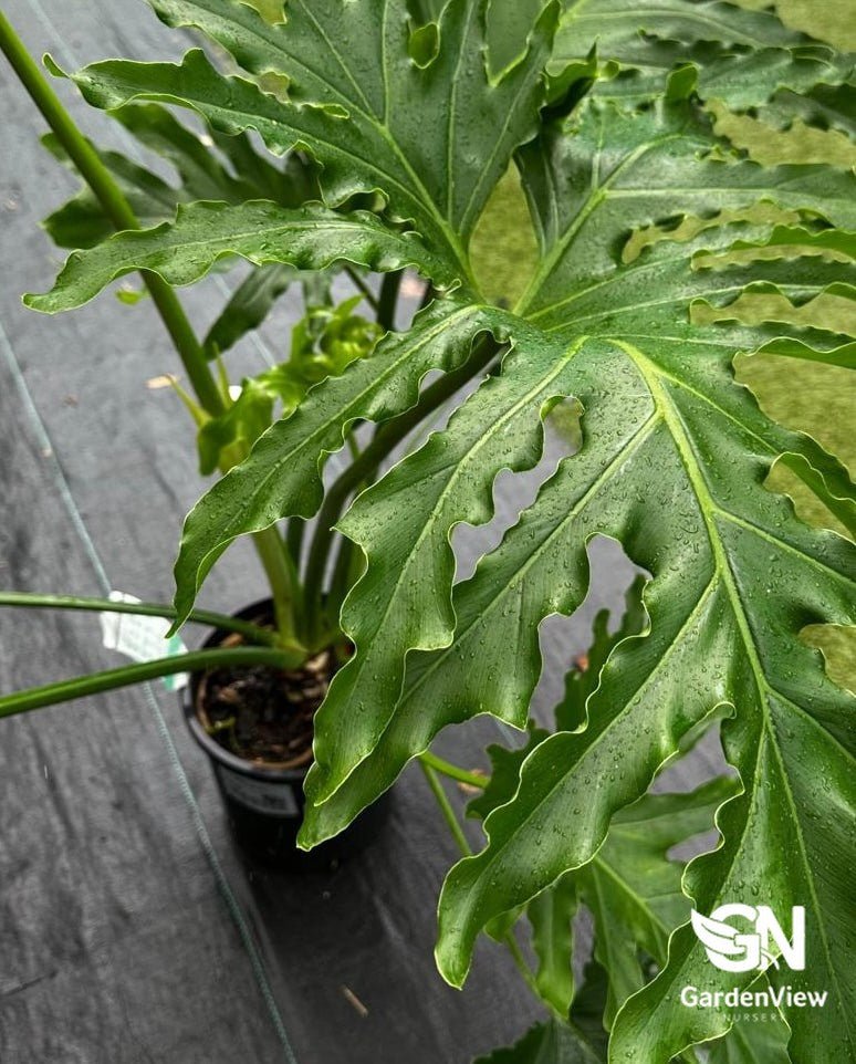 Philodendron Hope Selloum - Indoor Plants - Garden View Nursery