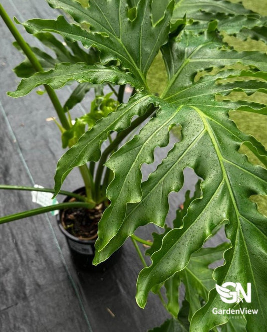 Philodendron Hope Selloum - Indoor Plants - Garden View Nursery