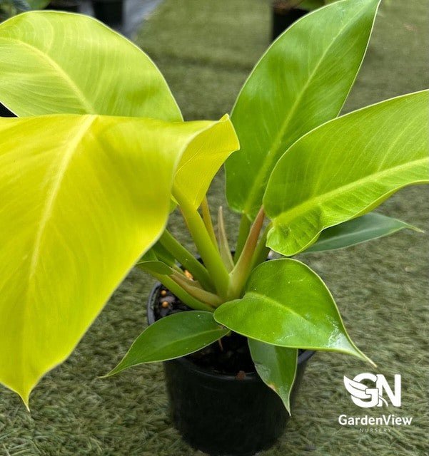 Philodendron Imperial Gold - Indoor Plants - Garden View Nursery