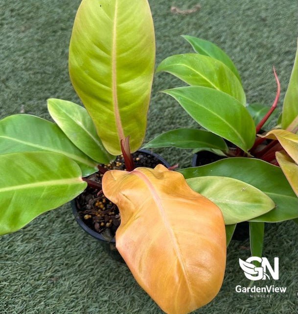 Philodendron Prince Of Orange - Indoor Plants - Garden View Nursery