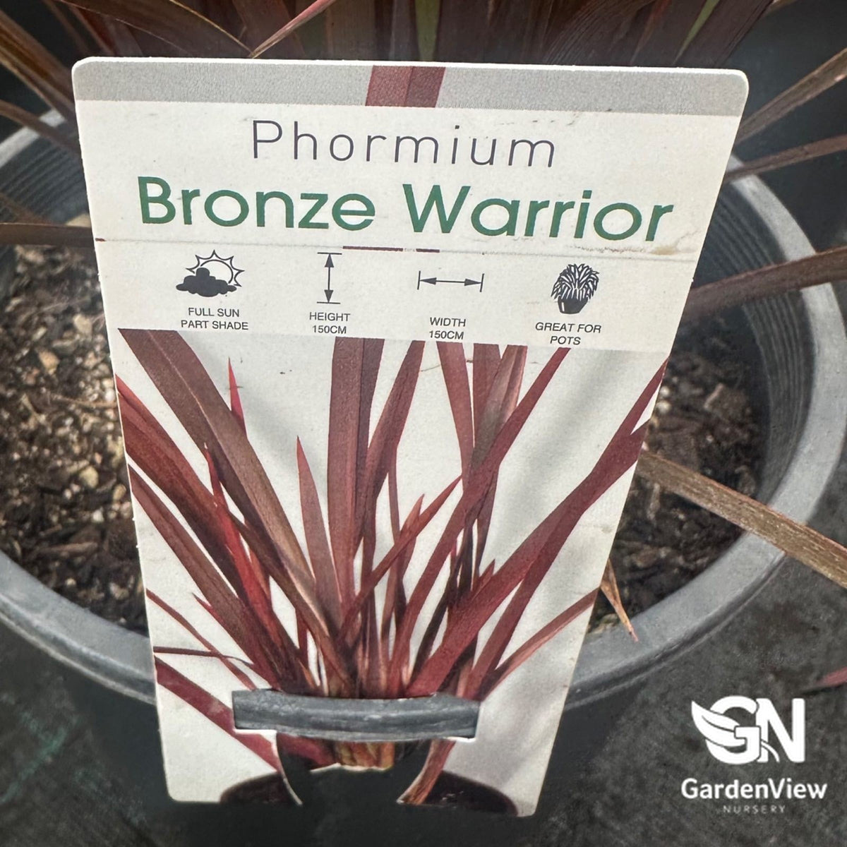 Phormium Tenax 'Bronze' - Climbers & Ground Covers - Garden View Nursery