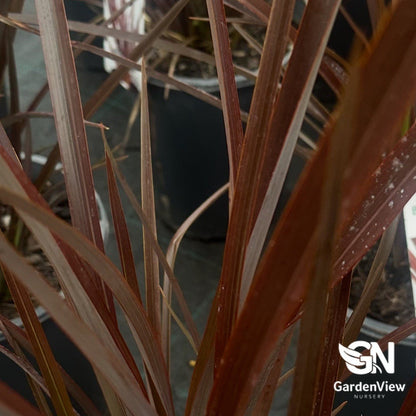 Phormium Tenax 'Bronze' - Climbers & Ground Covers - Garden View Nursery