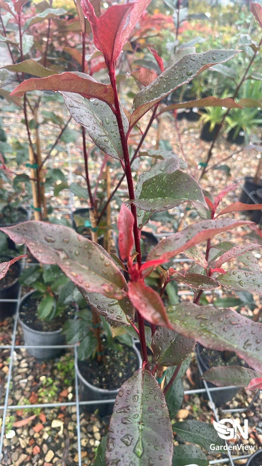 Photinia Red Robin - Hedges & Screening - Garden View Nursery