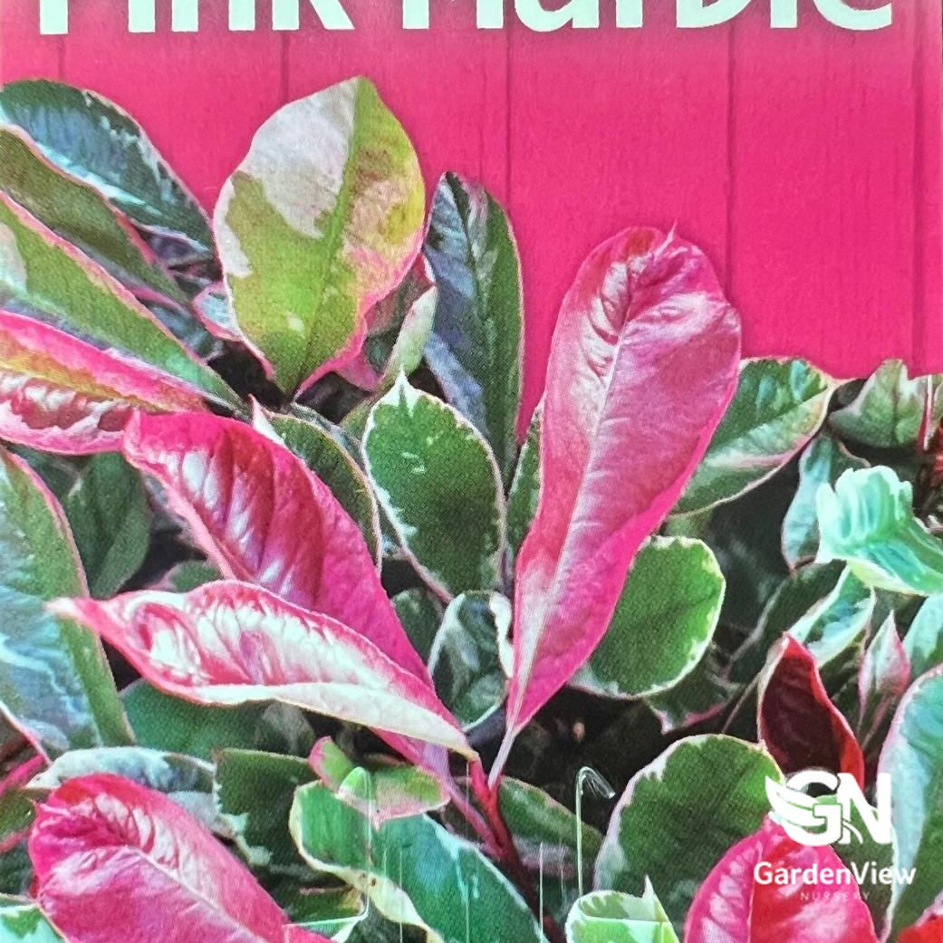 Photinia Pink Marble with variegated pink and green leaves against pink background