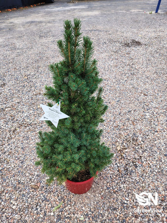 Picea Glauca Christmas Star - Shrubs & Trees - Garden View Nursery