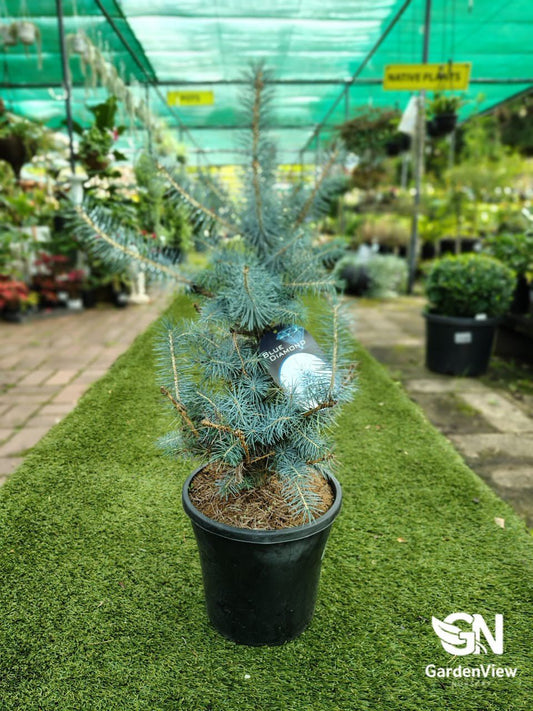 Picea Pungens Blue Diamond - Shrubs & Trees - Garden View Nursery