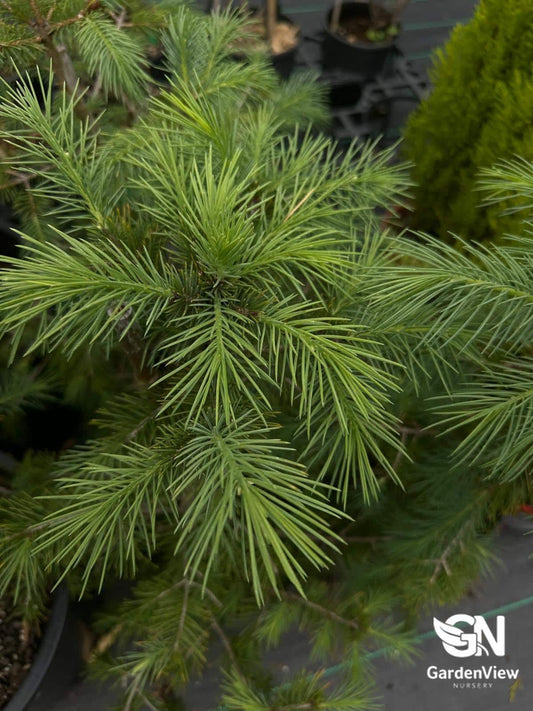 Picea Smithiana - Shrubs & Trees - Garden View Nursery