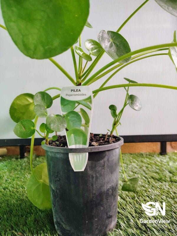 Pilea Peperomioides (Chinese Money Plant) - Indoor Plants - Garden View Nursery