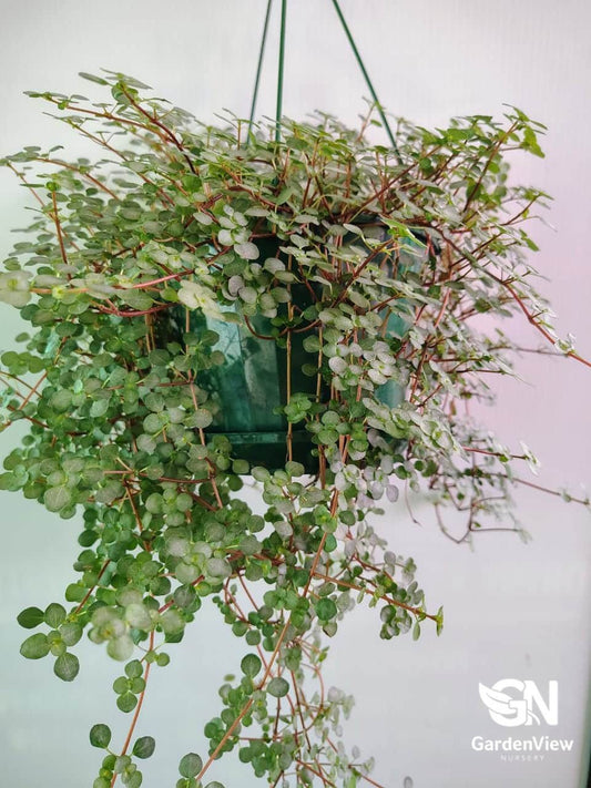 Pilea Silver Sprinkles - Indoor Plants - Garden View Nursery