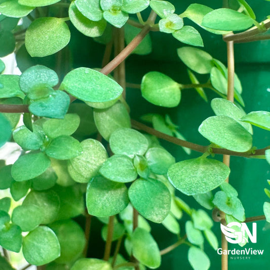 Pilea Silver Sprinkles with small round green leaves and dense foliage growth
