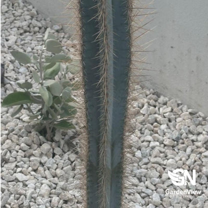 Pilosocereus Azureus (Blue Torch) - Cactus - Garden View Nursery