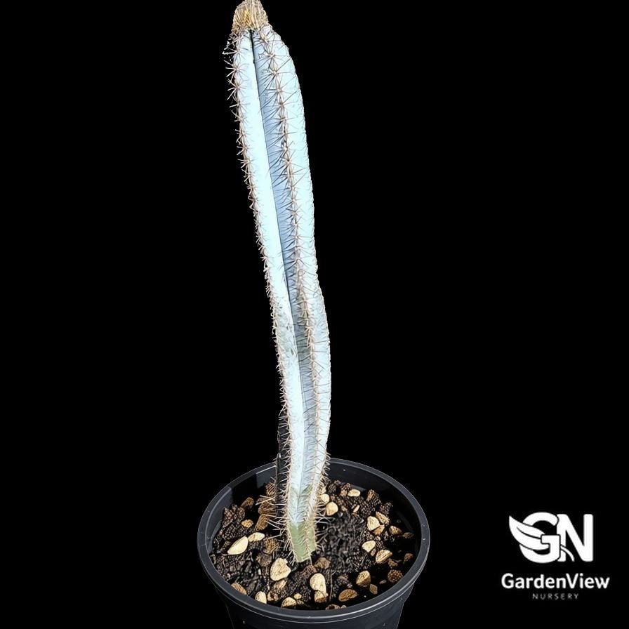 Pilosocereus Azureus (Blue Torch) - Cactus - Garden View Nursery