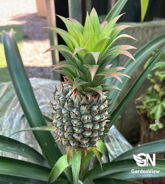 Pineapple Ananas Bracteatus | Variegated Tropical Plant