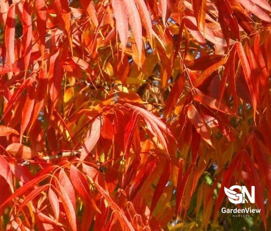Pistacia Chinensis - Shrubs & Trees - Garden View Nursery