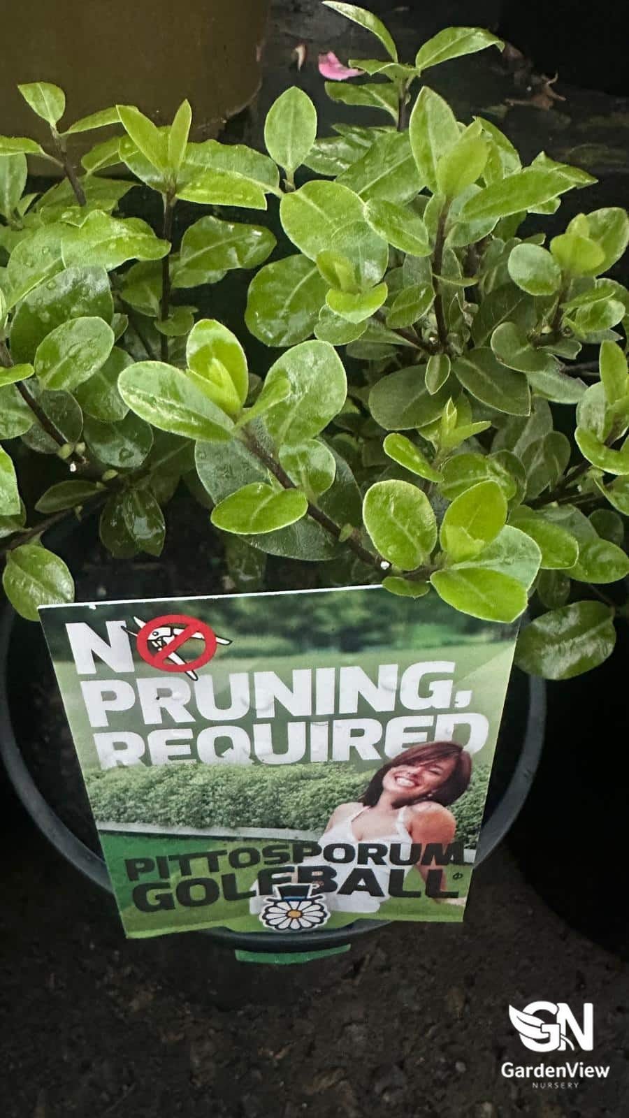 Pittosporum Tenuifolium Golf Ball - Shrubs & Trees - Garden View Nursery
