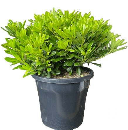 Pittosporum Tobira (Miss Muffet) - Shrubs & Trees - Garden View Nursery