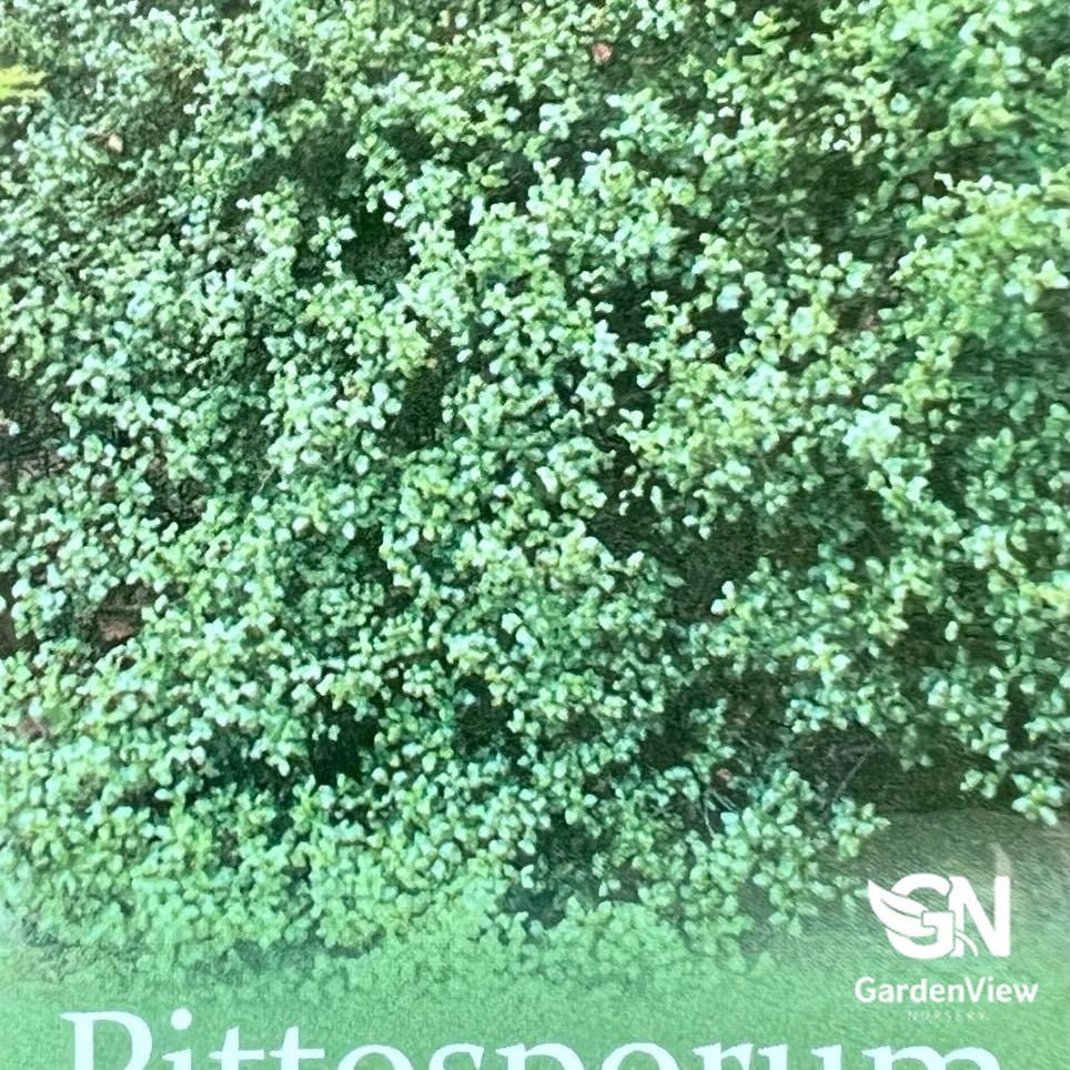 Pittosporum James Sterling with dense silvery-green foliage in nursery pot