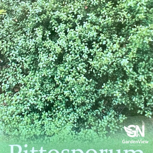Pittosporum James Sterling with dense silvery-green foliage in nursery pot