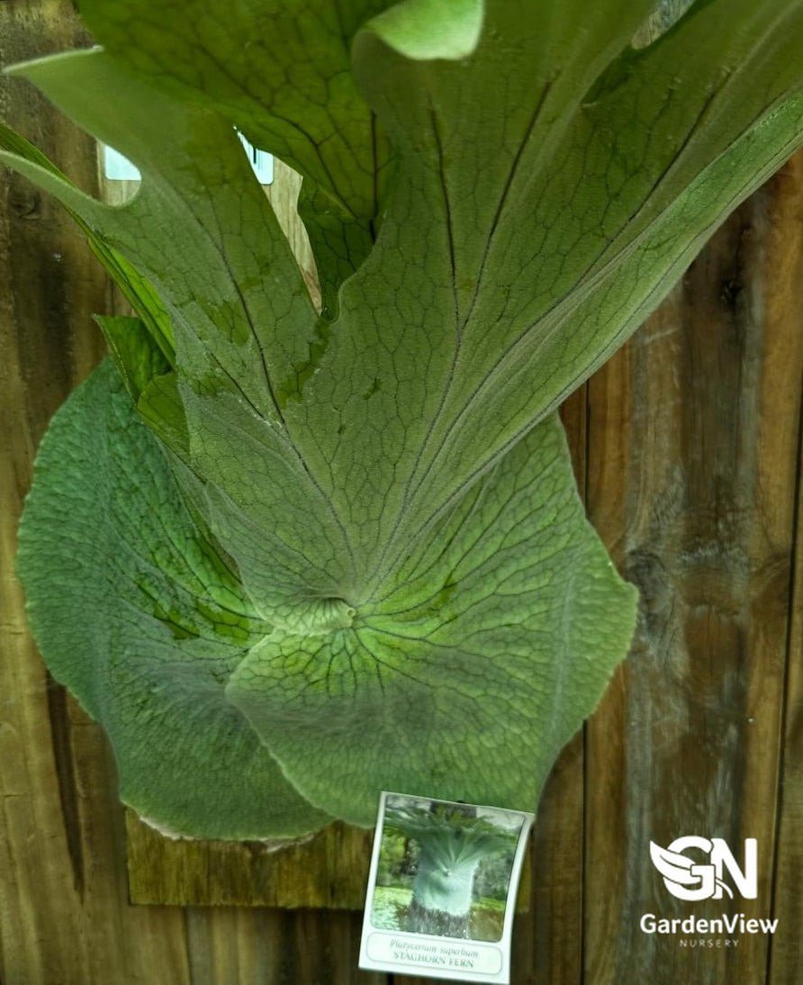Platycerium S - 2 Superbum (Staghorn Fern) - Palms & Tropical - Garden View Nursery