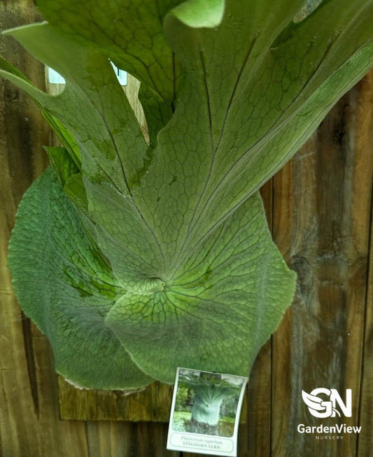 Platycerium S - 2 Superbum (Staghorn Fern) - Palms & Tropical - Garden View Nursery