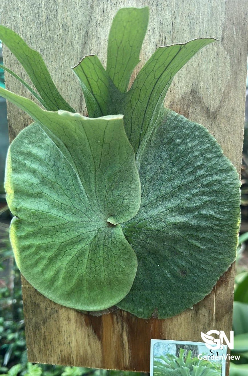 Platycerium Superbum S - 1 (Staghorn Fern) - Palms & Tropical - Garden View Nursery