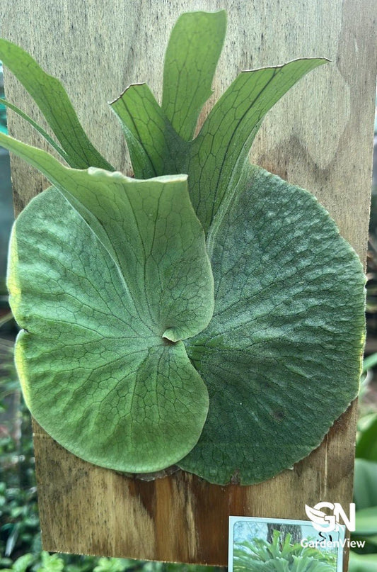 Platycerium Superbum S - 1 (Staghorn Fern) - Palms & Tropical - Garden View Nursery