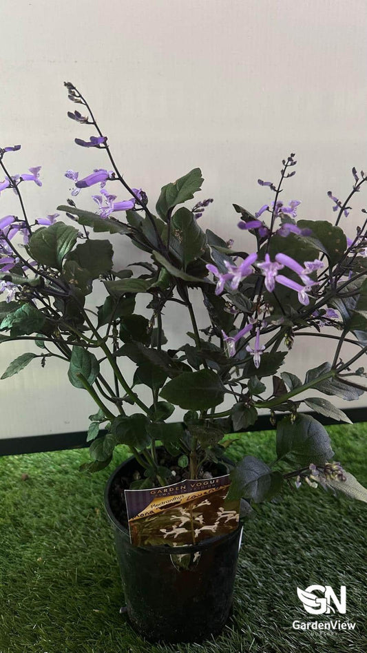 Plectranthus "Mona Lavender" - Climbers & Ground Covers - Garden View Nursery