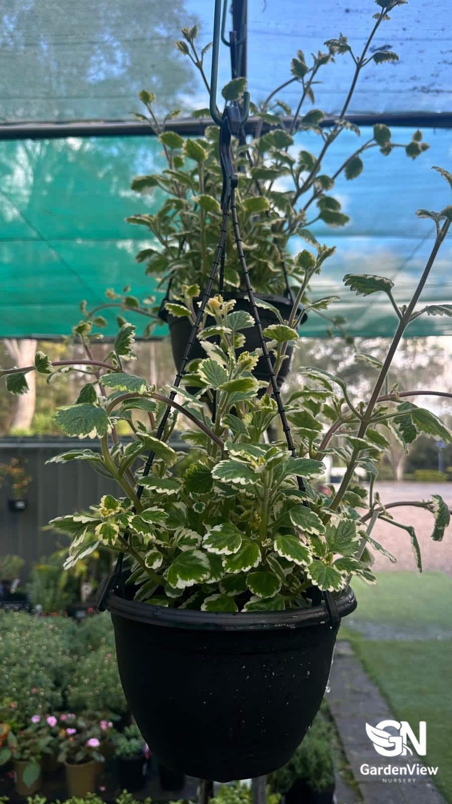 Plectranthus Variegated - Climbers & Ground Covers - Garden View Nursery