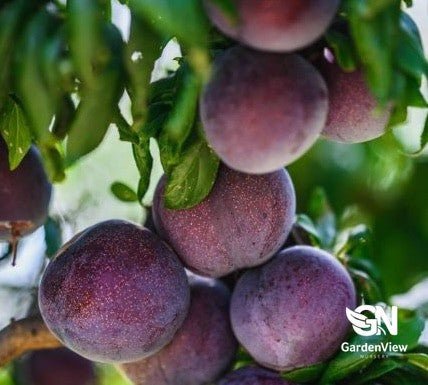 Plum Primetime - Fruit Trees - Garden View Nursery