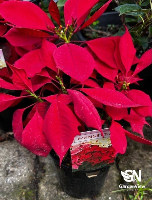 Poinsettia Assorted - Shrubs & Trees - Garden View Nursery