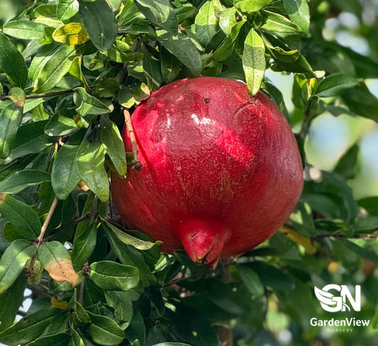 Pomegranate Wonderful