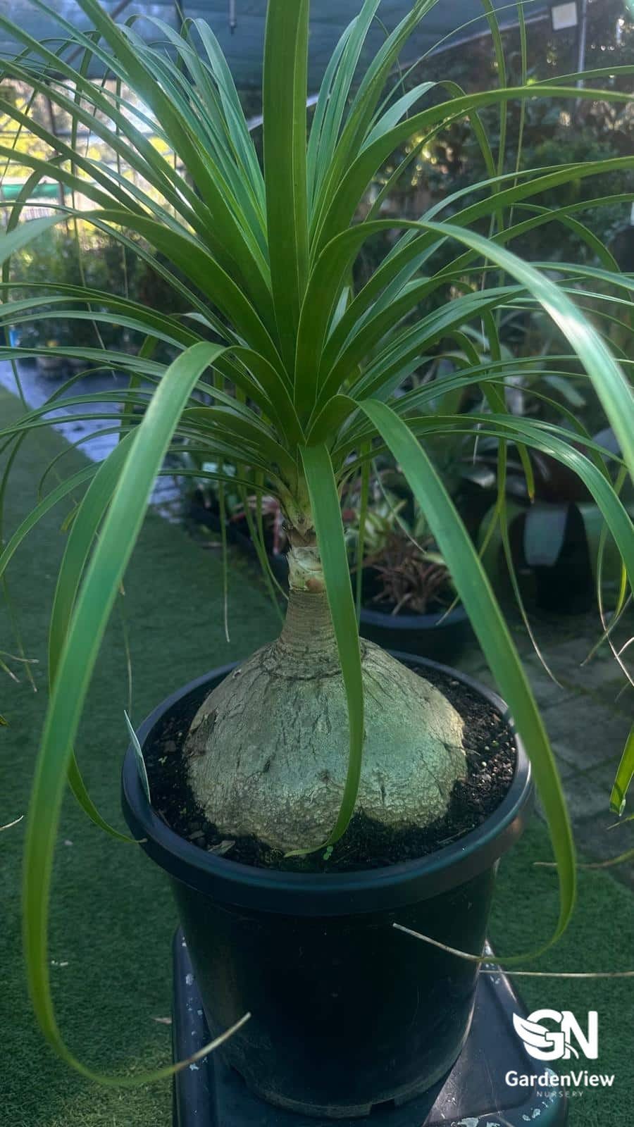 Pony Tail Palm (Beaucarnea Recurvata) - Palms & Tropical - Garden View Nursery
