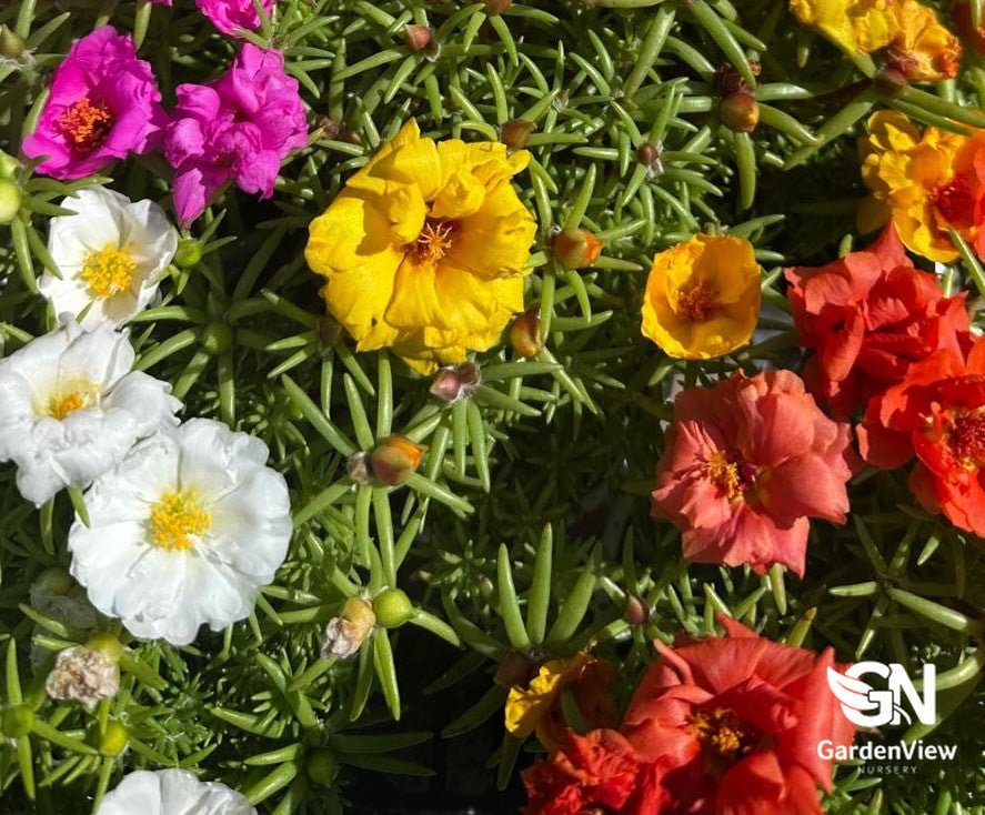 Portulaca Assorted - Cactus & Succulents - Garden View Nursery