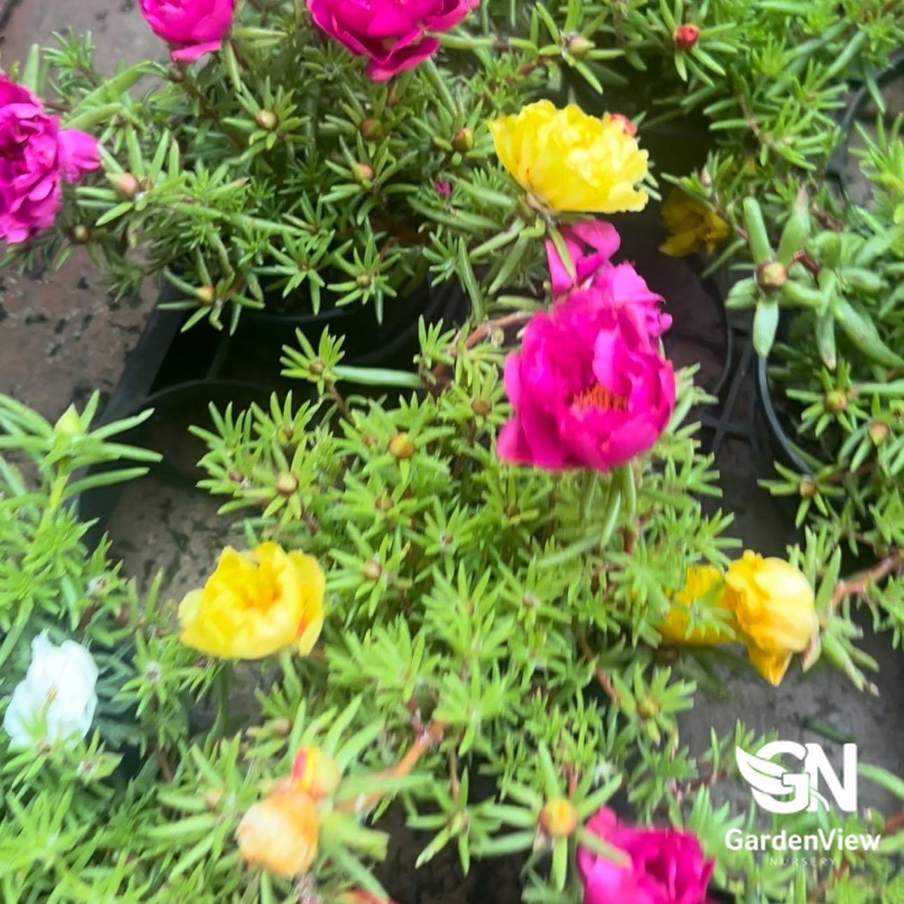 Portulacaria Afra Variegated - Cactus & Succulents - Garden View Nursery