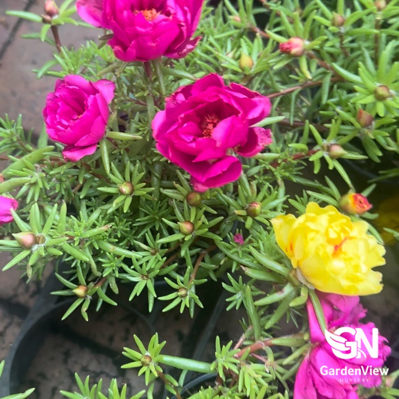 Portulacaria Afra Variegated - Cactus & Succulents - Garden View Nursery