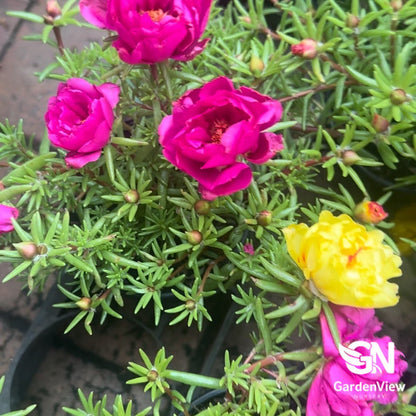 Portulacaria Afra Variegated - Cactus & Succulents - Garden View Nursery
