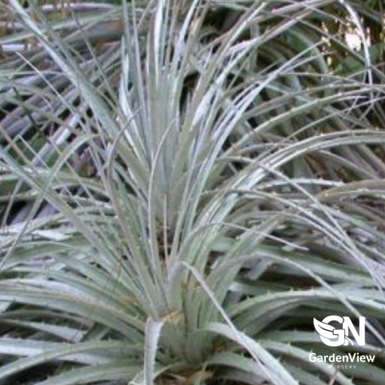 Puya Chilensis - Cactus & Succulents - Garden View Nursery