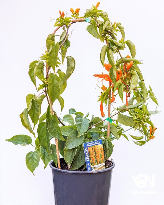 Pyrostegia Venusta /Ignea (Orange Trumpet Vine) - Climbers & Ground Covers - Garden View Nursery