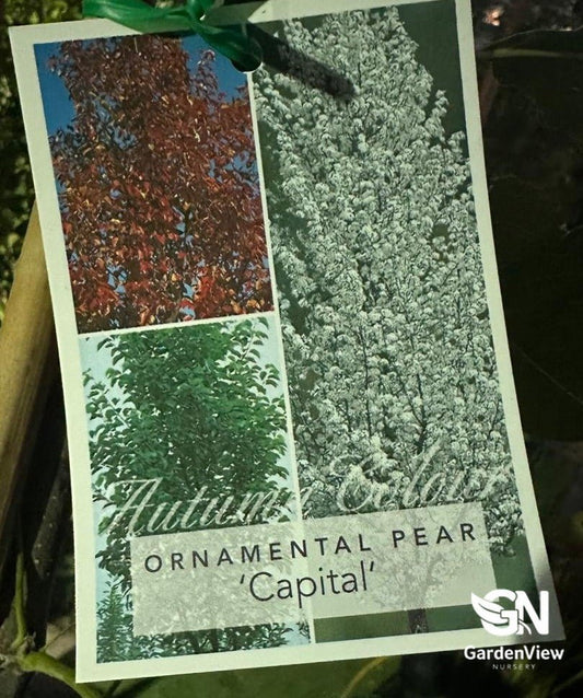 Pyrus Calleryana Capital - Shrubs & Trees - Garden View Nursery