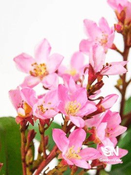 Raphiolepsis Ballerina - Shrubs & Trees - Garden View Nursery